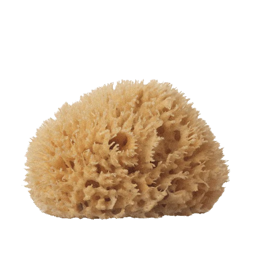 Body Sea Sponge MerMarché